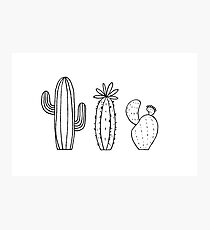 Cactus Trio Photographic Print