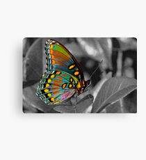 You brighten my day . . . Canvas Print