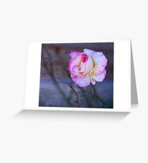 Fresh rose Greeting Card