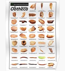 "Ootheca" Poster