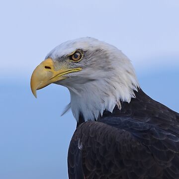 Haliaeetus Leucocephalus - American Bald Eagle - Kids Shirt