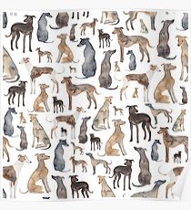 Windhunde, Wippets und Lurcher Hunde! Poster