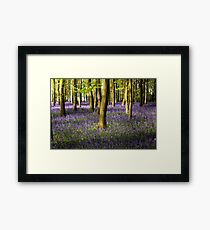 Bluebell Wood Framed Print