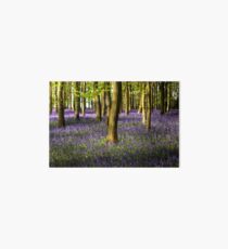 Bluebell Wood Art Board