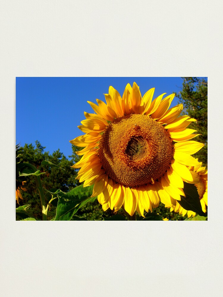Alternate view of Keep Your Face to the Sun Photographic Print