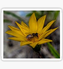 Yellow flower and bee - springtime Sticker