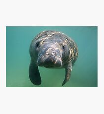 Manatee 3 Photographic Print