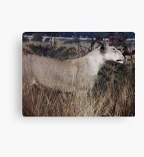 Lioness Canvas Print