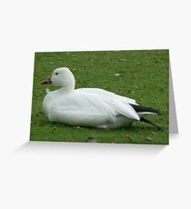 A Lesser Snow Goose Greeting Card