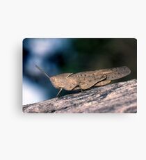 Grasshopper Canvas Print
