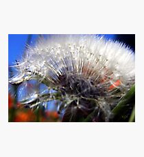 Puff Ball Photographic Print