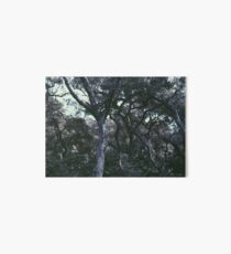 Mysterious Forest Art Board