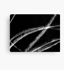 Stroke Me Canvas Print