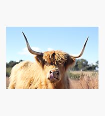 Tongue out Highland cow Photographic Print