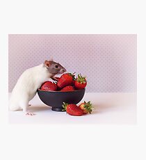 Snoozy loves strawberries Photographic Print