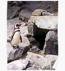 Penguin Poster