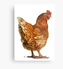 Lámina metálica gallina roja