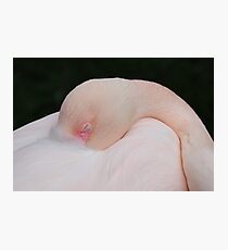 Flamingo bird bird Photographic Print
