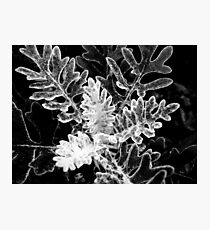 Nature´s Graphs Fotodruck