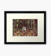 Tina Framed Print