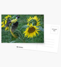 ( Birdseye view of a ) Goldfinch in Flying over the Sunflowers Postcards