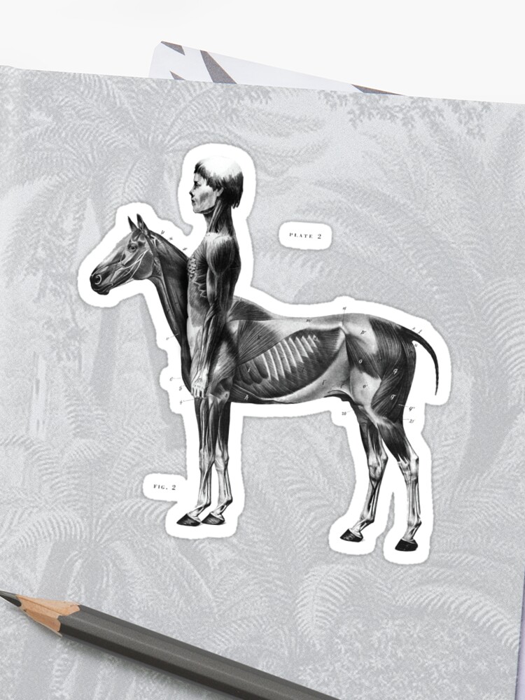 Centaur Anatomy Anatomy Drawing Diagram