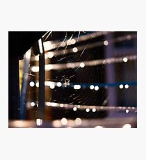 spider Photographic Print