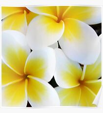 Frangipanis Poster