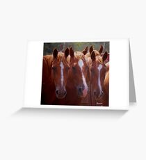 Three of a kind.. Greeting Card