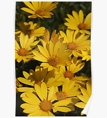 Beautiful Bright Yellow Daisies Poster