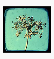 Last One Standing Photographic Print