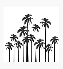 Lámina fotográfica Palmeras tropicales exóticas en blanco y negro