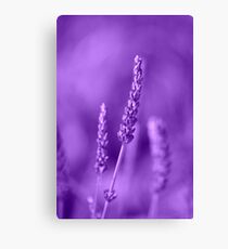 Lavender Lavender Canvas Print