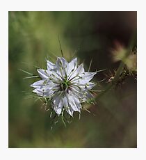 Love in the Mist white Photographic Print