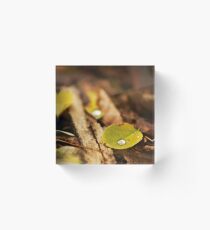Wet autumn Acrylic Block