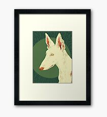 Ibizan Hound Framed Print