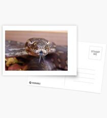 Snake Tongue Postcards