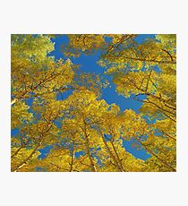 Aspen Trees Against Sky Photographic Print