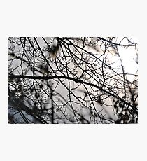 A tree branch after the storm Photographic Print