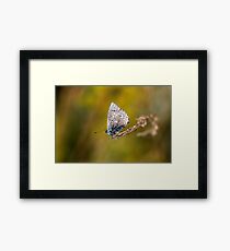 Brown argus Framed Print