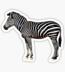 Zebra Sticker