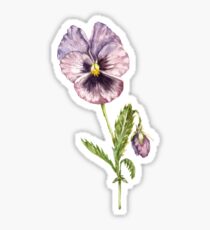 Watercolor Pansy Sticker