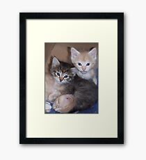 Kittens Framed Print