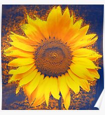 Sunflower Poster