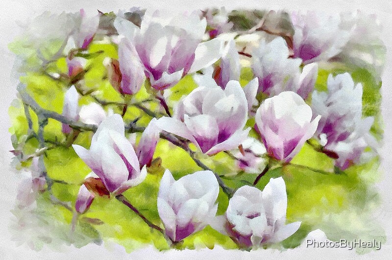 Saucer magnolias - watercolour by Photos by Healy