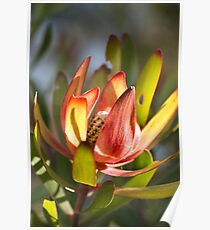 Beautiful Spring Protea Poster
