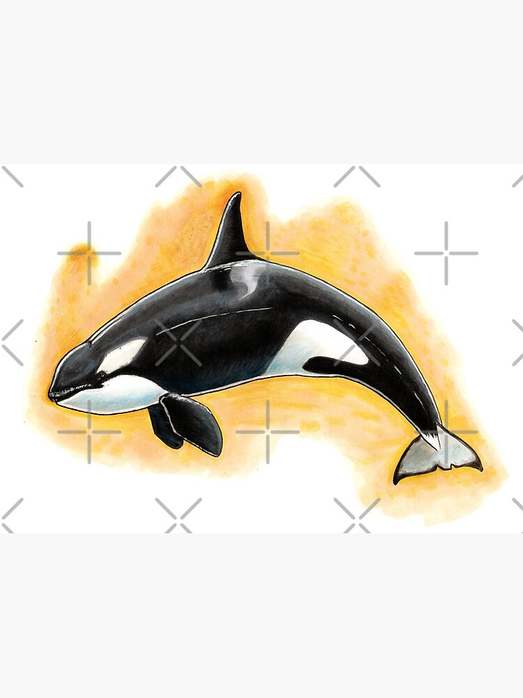 CorkyII - Draw Every Captive Orca Project nr. 1 by DutchOrca