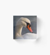 swan at lake Acrylic Block