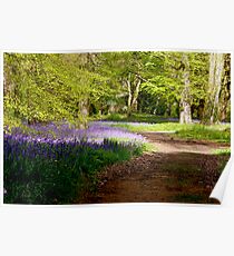 A Walk in Bluebell Wood- Thorpe Perrow (Spring) Poster