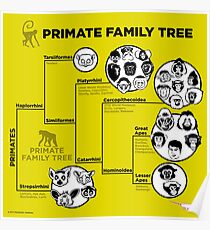 Primate Family Tree Poster